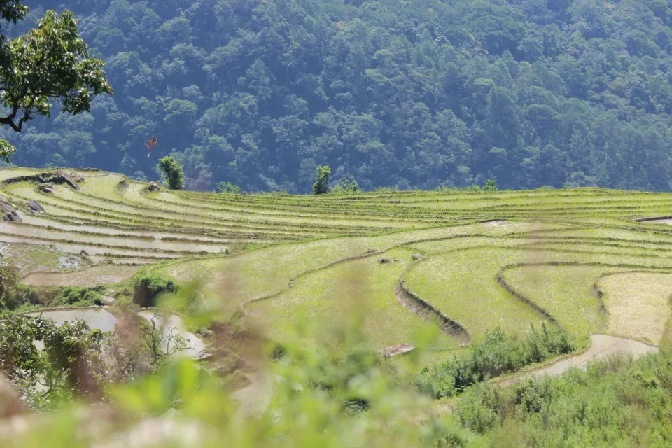 Kho gạo của Võ Duy Phương
